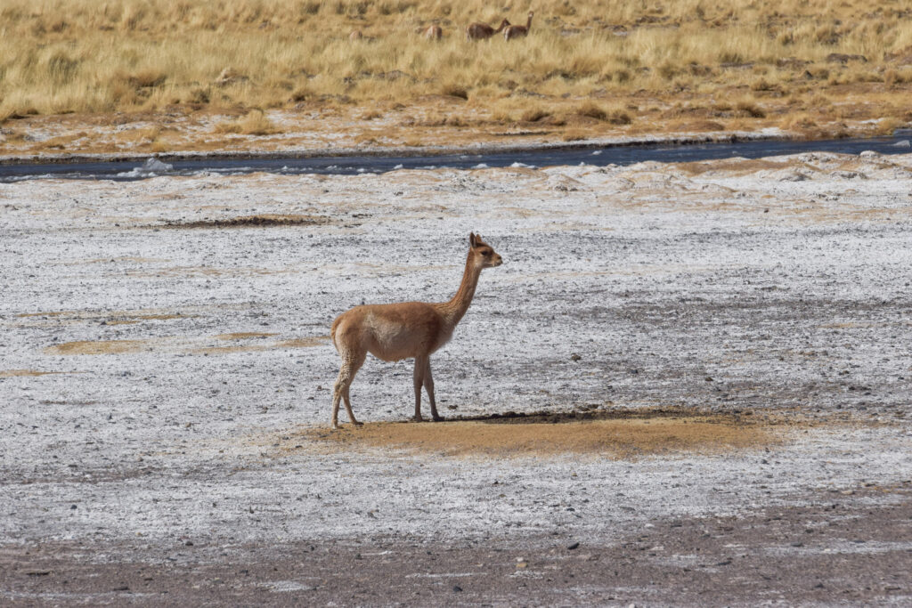 vicuna-Los-Patos-river_Catamarca_Argentina_Paula-Gaido_Ruido