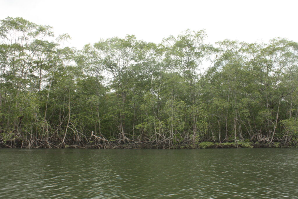 Manglar