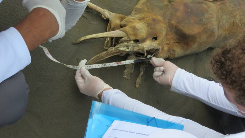 FOTO 3 – Registro de um encalhe no Amapa?_ animal marinho e? encontrado morto por pesquisadores do IEPA, que monitoram os efeitos ambientais na regia?o. Foto_ IEPA.
