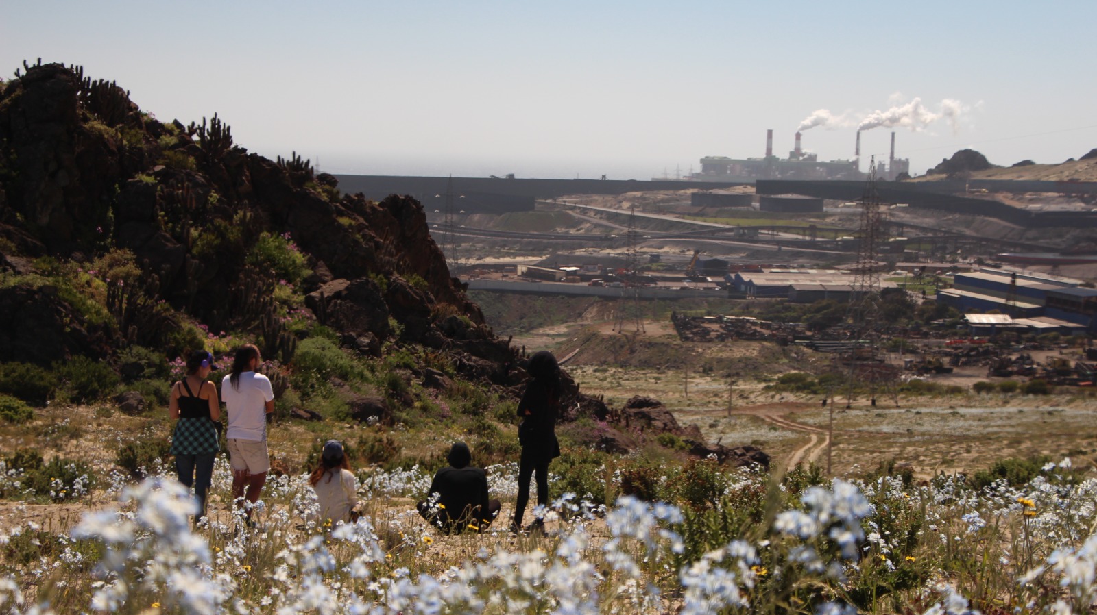 Desierto florido y al fondo termoeléctrica Guacolda – Crédito Javiera Fernanda Villagran Gómez, Valdivia, Chile (2)