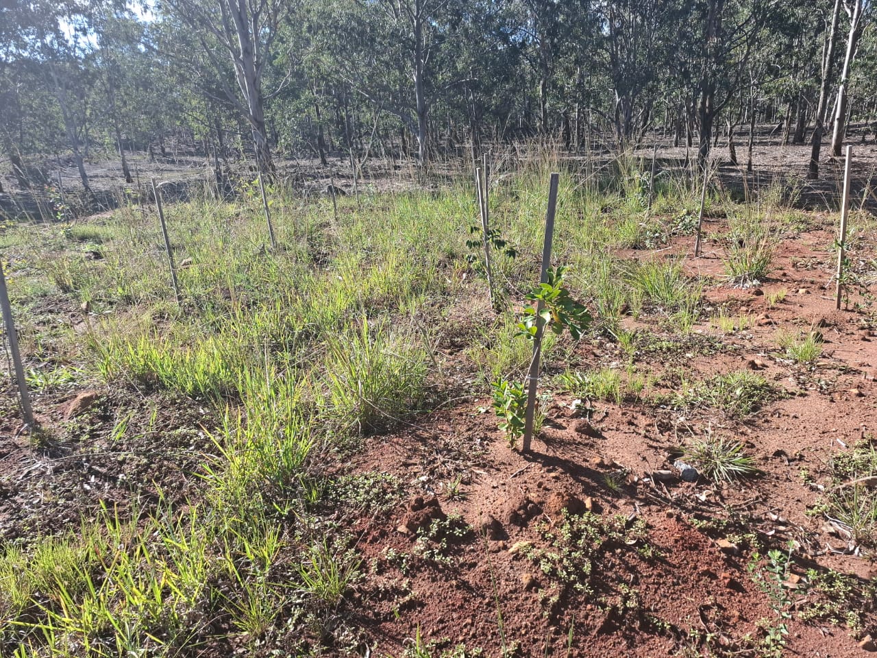 Plantio de árvores nativas em assentamento de Hulha Negra Divulgação MST